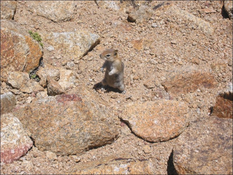 2005-06-12 Freel (20) Company on summit